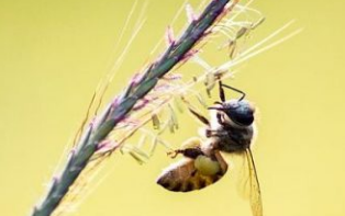 研究人员开发计算机模型来预测农药是否会伤害蜜蜂