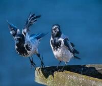 平板电脑项目时代已经到来 它叫做Click ARM One